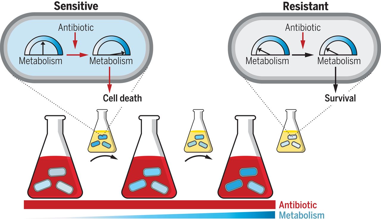 mutations in core metabolic genes confer antibiotic resistance 